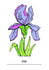 Frühlingsblüher-Tafelkarten-Iris.pdf